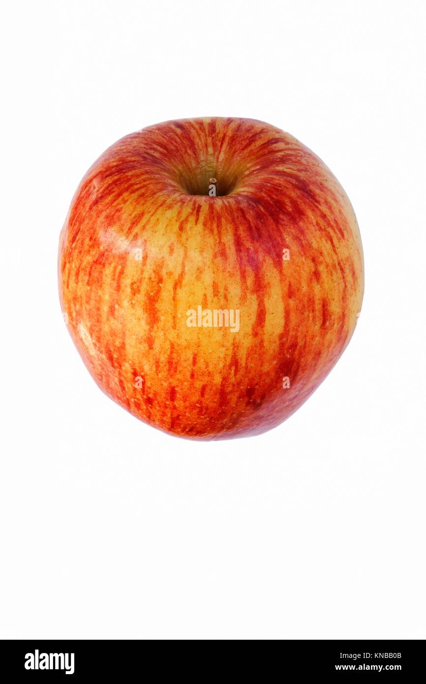 Cameo apple (Malus domestica Cameo). Hybrid between Red Delicious apple