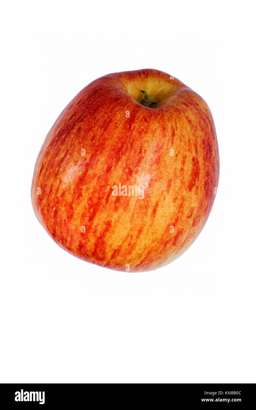 Cameo apple (Malus domestica Cameo). Hybrid between Red Delicious apple