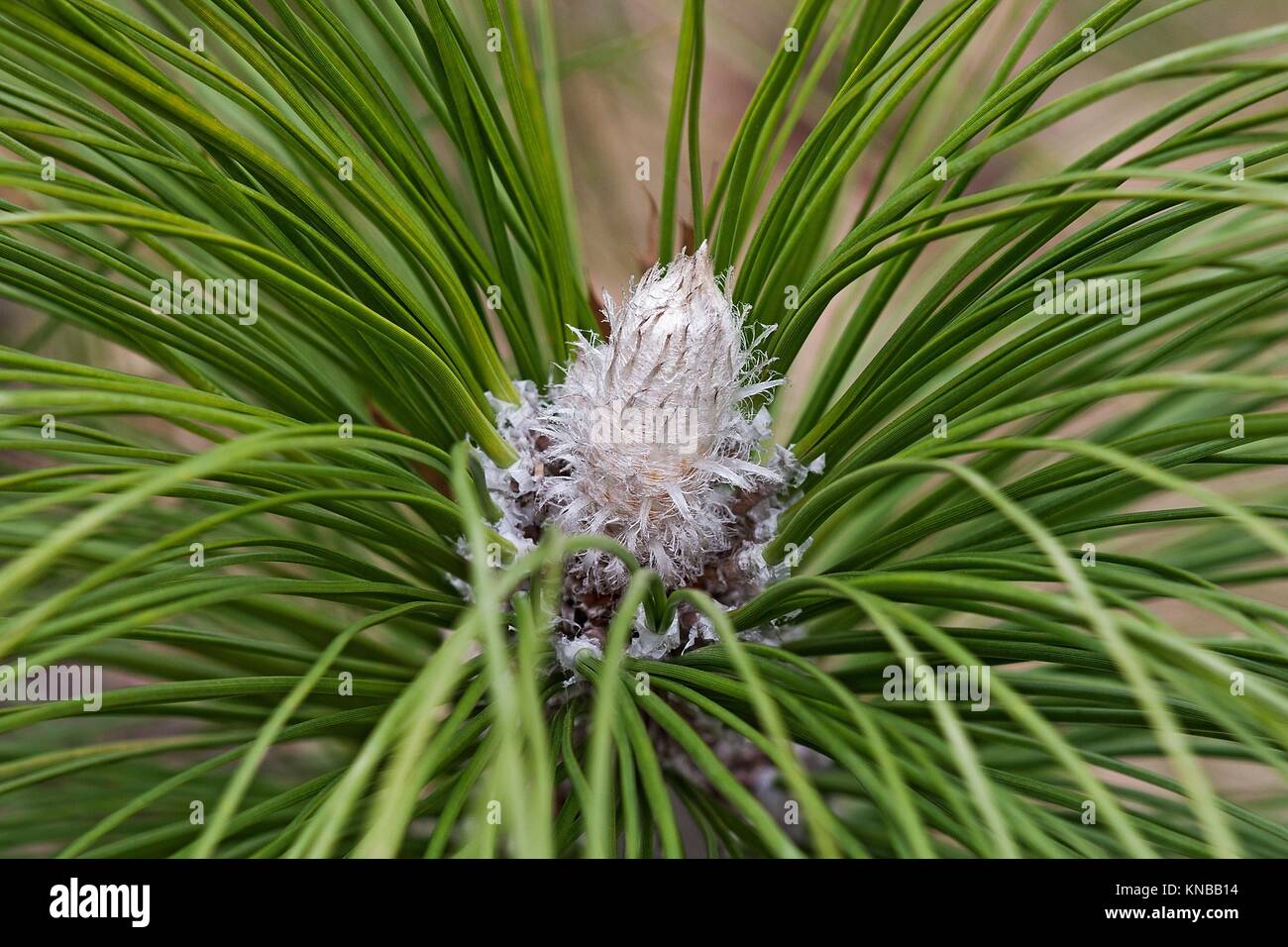 Southern Yellow Pine High Resolution Stock Photography and Images Alamy