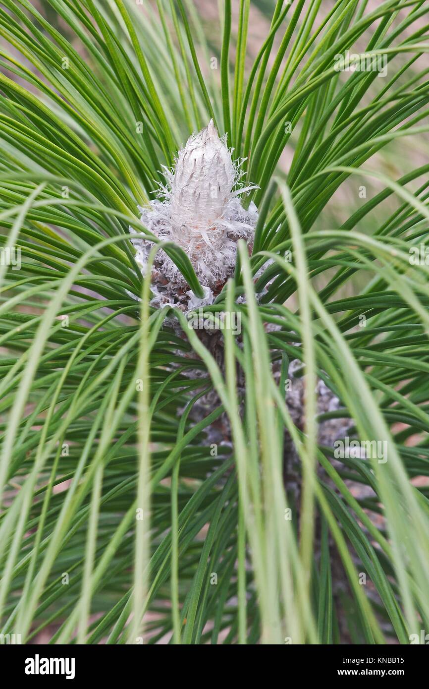 Southern yellow pine hires stock photography and images Alamy