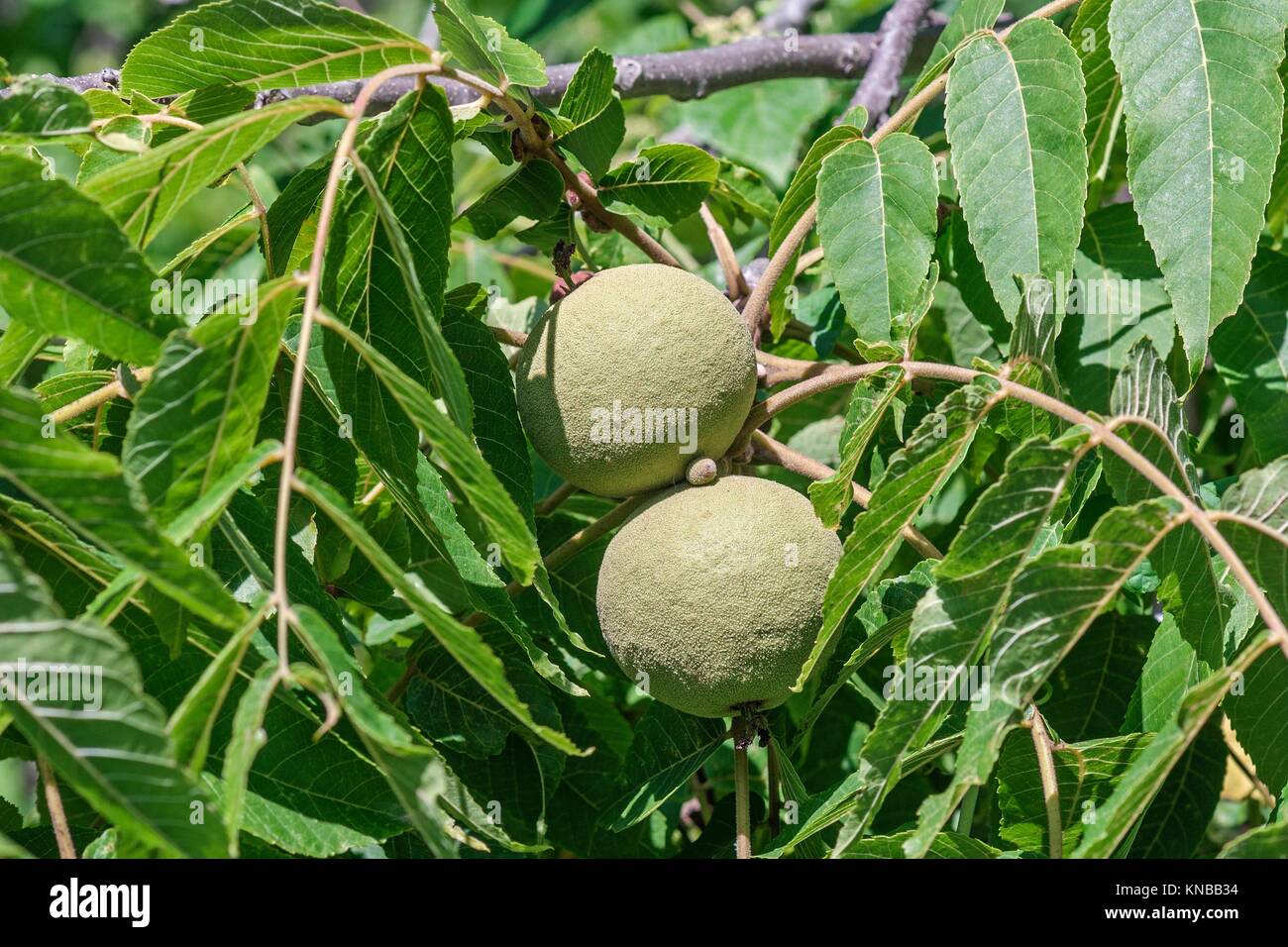 Black Walnut High Resolution Stock Photography and Images Alamy