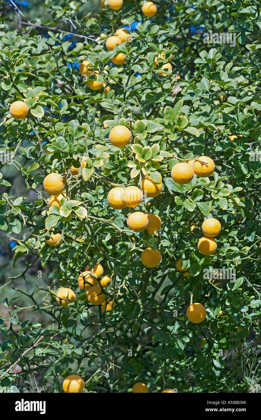 Trifoliate citrus (Poncirus trifoliata). Called Japanese bitter orange