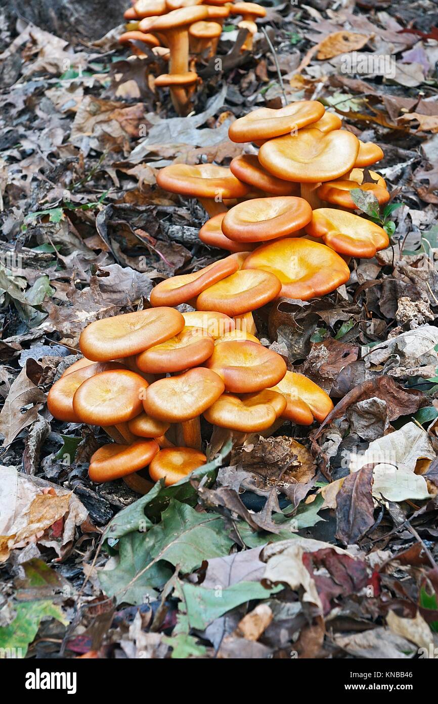 Jack O'Lantern mushroom (Omphalotus olearius Stock Photo Alamy