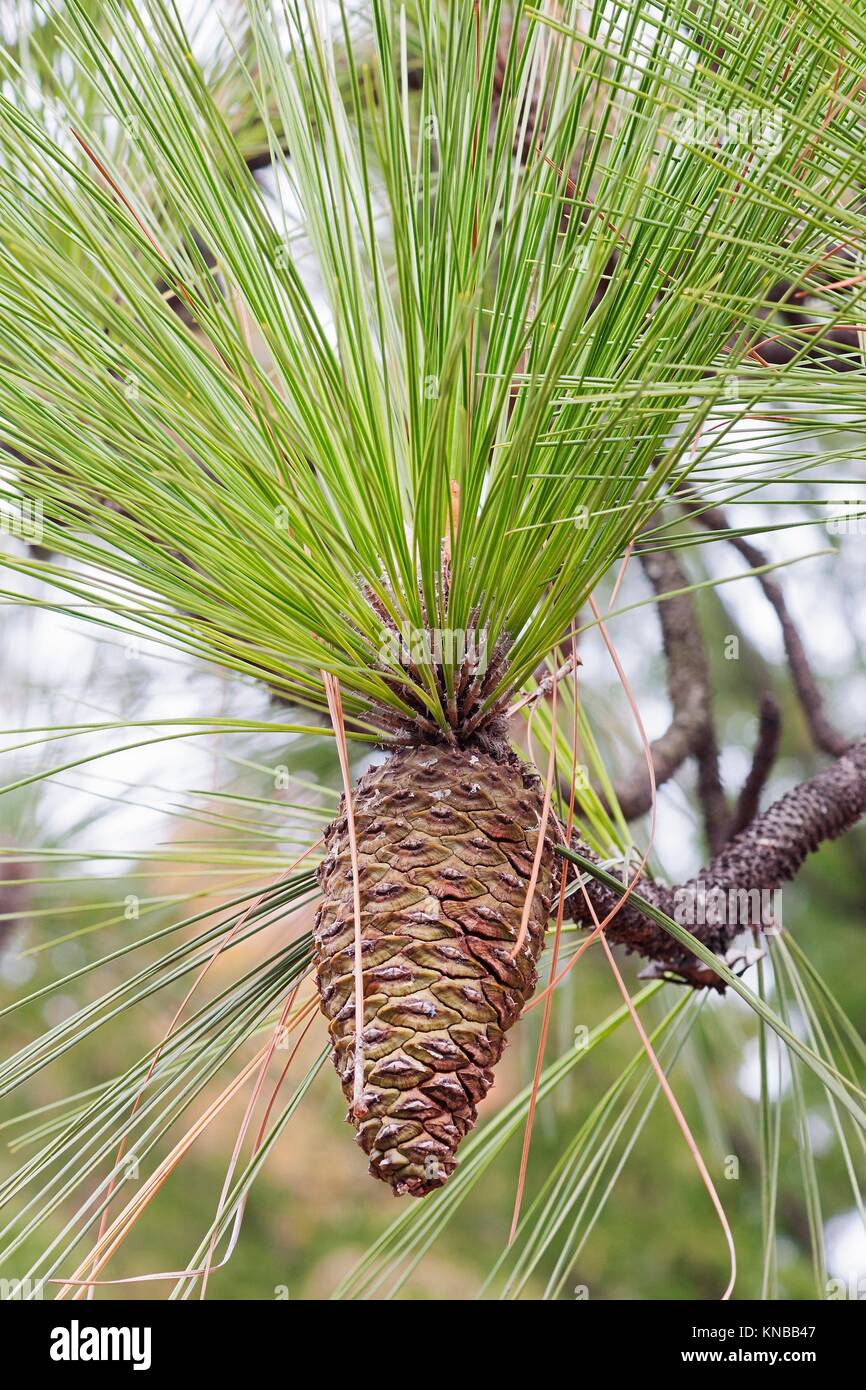 Southern Yellow Pine Stock Photos & Southern Yellow Pine Stock Images