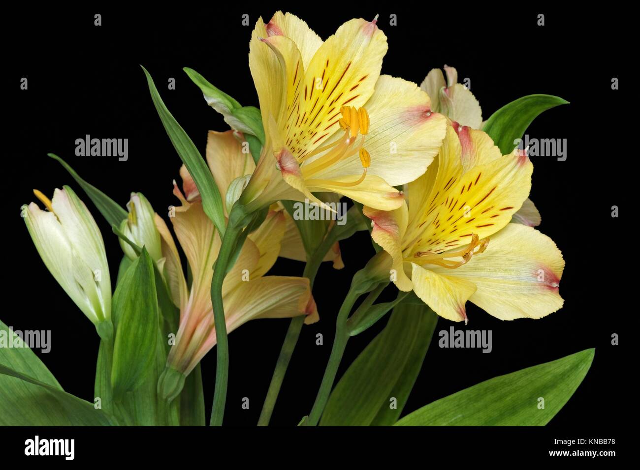 Peruvian lily (Alstroemeria x hybrid). Called Lily of the Incas also. Image of flowers on black background. Stock Photo