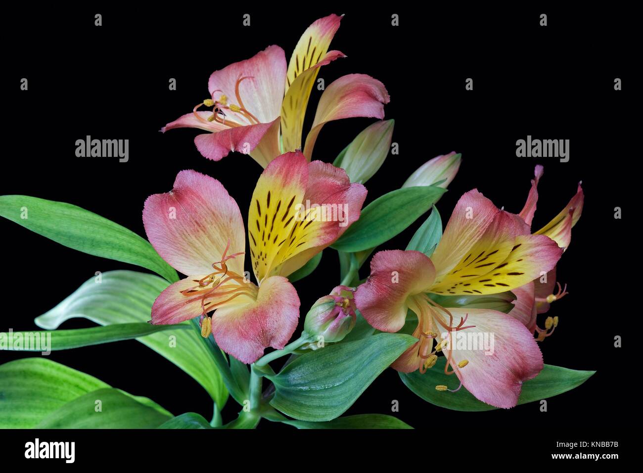 Peruvian lily (Alstroemeria x hybrid). Called Lily of the Incas also. Image of flowers on black background. Stock Photo