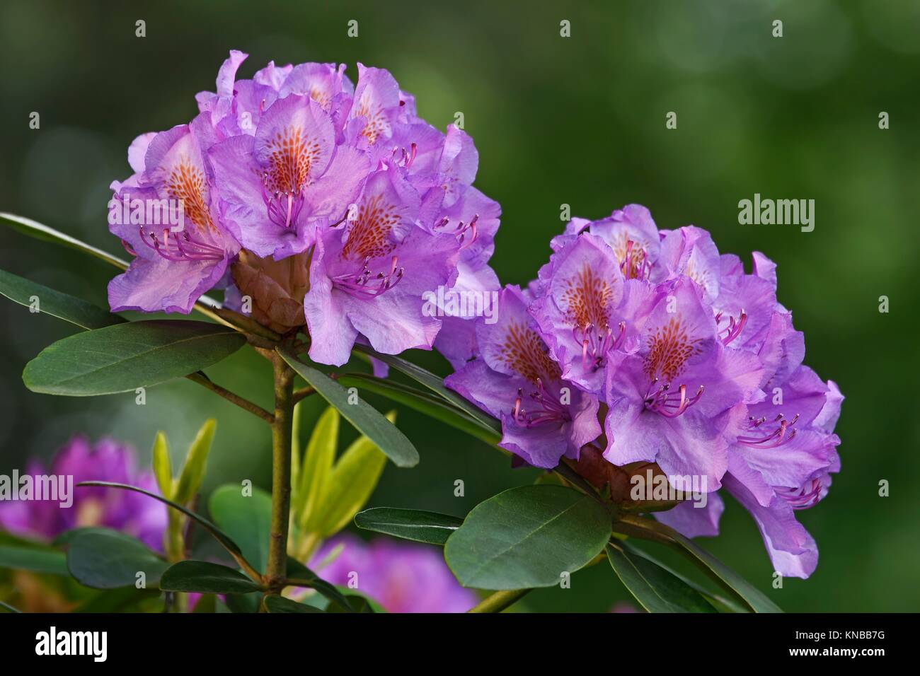 Catawba rosebay (Rhododendron catawbiense). Called Mountain rosebay, Purple ivy, Purple laurel, Purple rhododendron, Red laurel, Rosebay, Rosebay Stock Photo