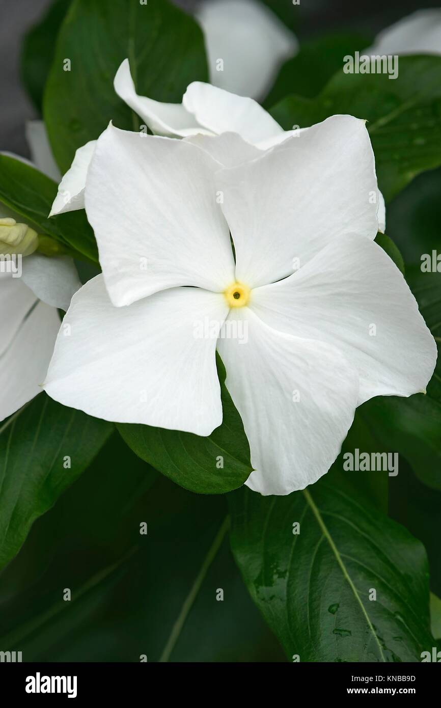 Madagascar periwinkle (Catharanthus roseus). Called Rosy periwinkle and