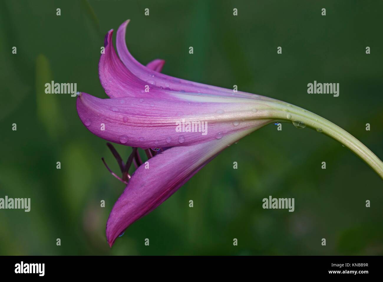 Swamp lily (Crinum x powellii). Hybrid between Crinum bulbispermum and Crunum moorei. Close up image of flower. Stock Photo