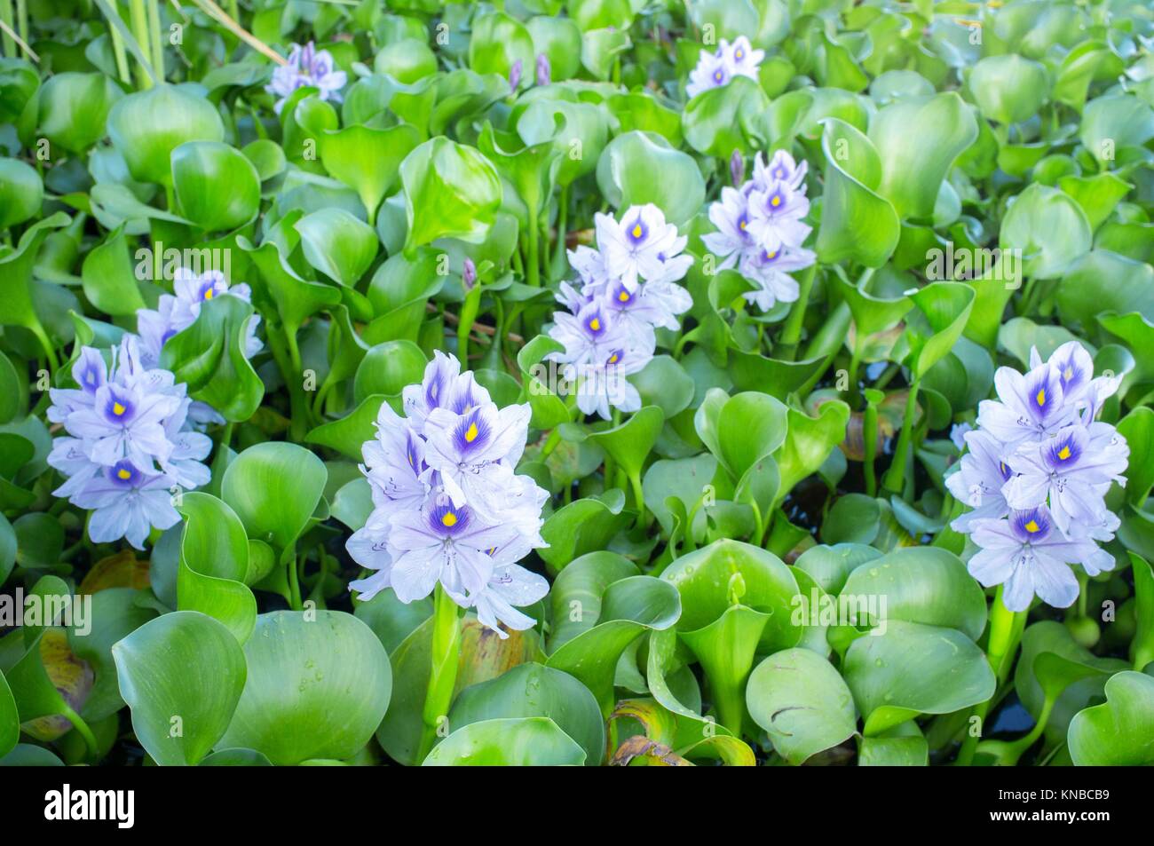 Eichhornia crassipes, commonly known as water hyacinth. Highly problematic invasive species at Guadiana River, Badajoz, Spain. Stock Photo