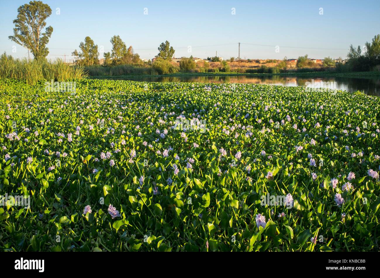 Highly invasive water hyacinth, taking over most of course at Guadiana River, near Badajoz, Spain. Eichhornia crassipes. Stock Photo