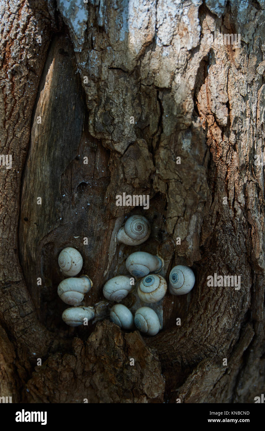 Shells in tree holes Stock Photo Alamy