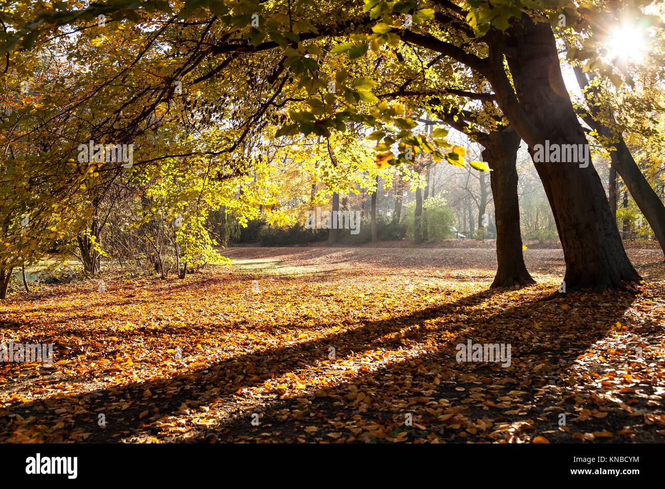 Trees in autumn in Tiergarten in Berlin. Stock Photo