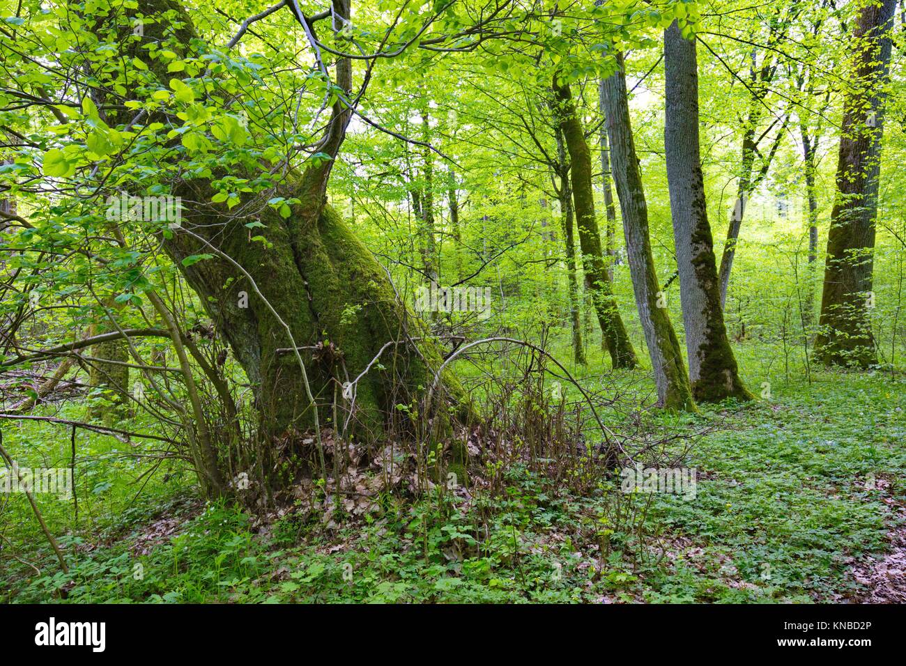 Old Broken Linden Tree Stump Still Alive Bialowieza Forest Poland 