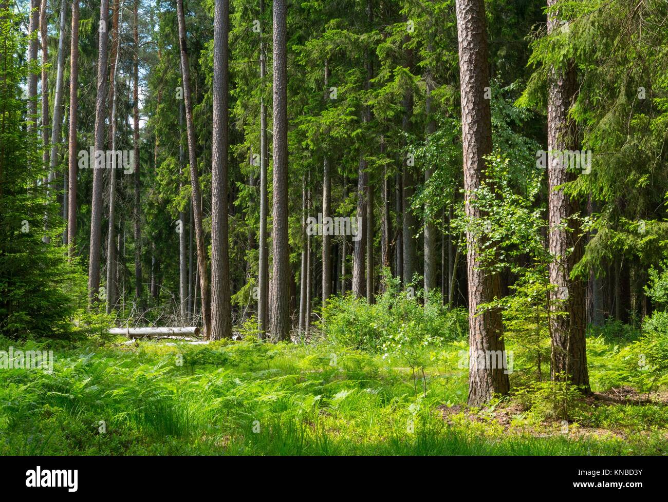 Old spruce forest hi-res stock photography and images - Alamy