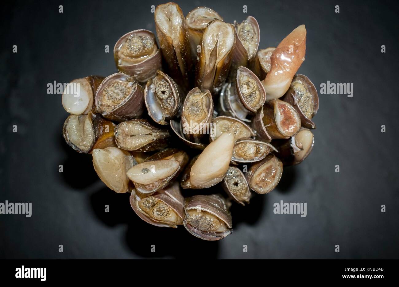 Bundle of razor clams. Overhead shot. Isolated over black slate. Stock Photo