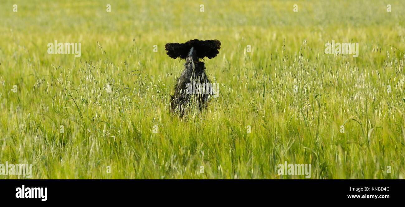 Dog jumping in a wheat field Stock Photo Alamy