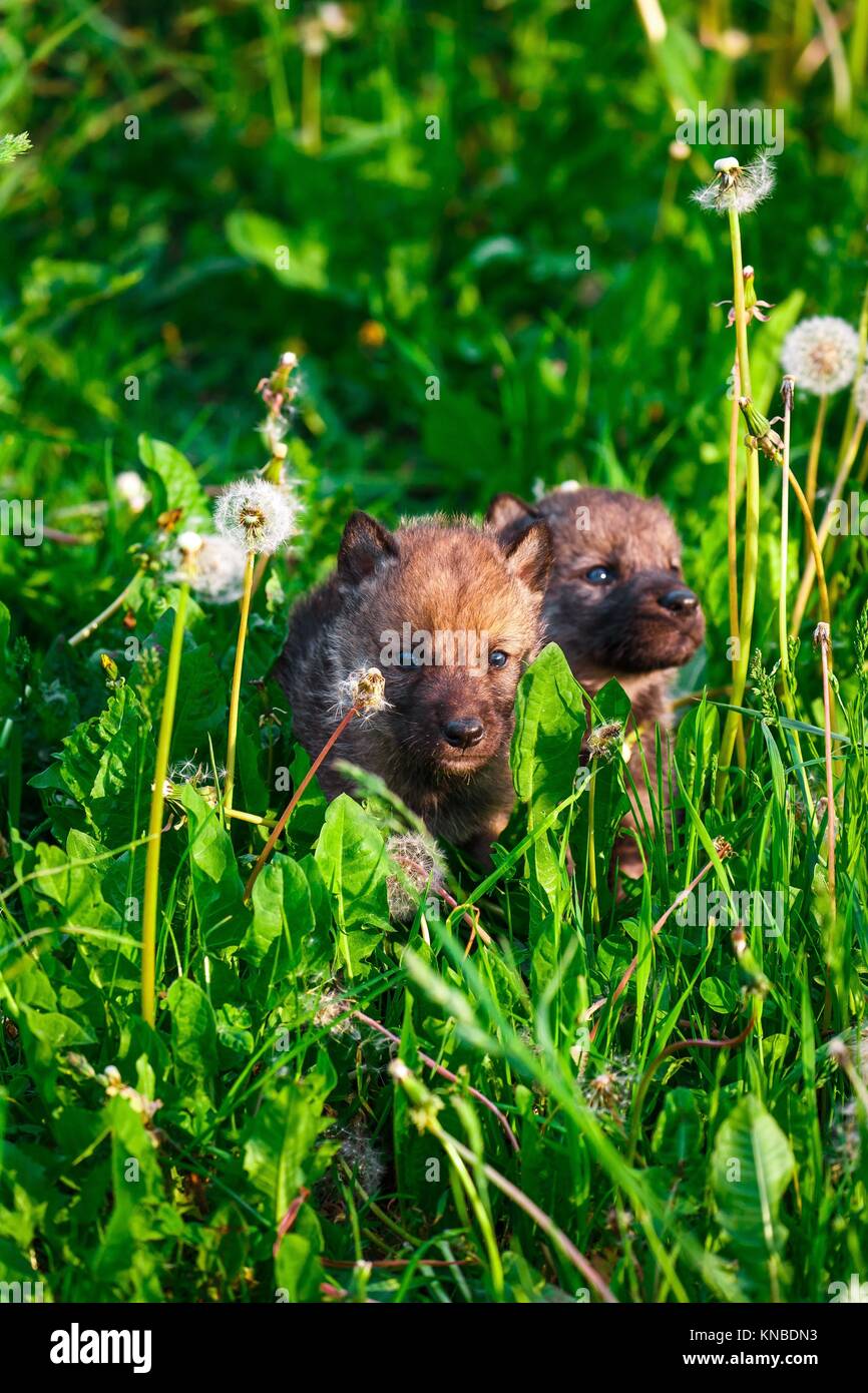 European Gray Wolf Cubs in a Grass in a Spring Day Stock Photo Alamy