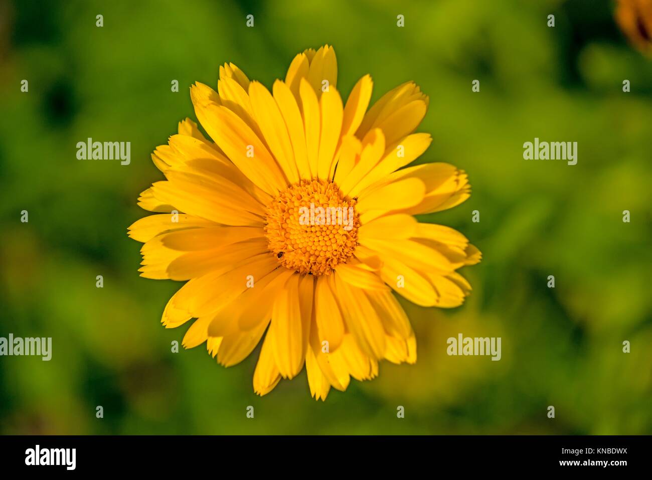 common marigold in a garden in Germany Stock Photo