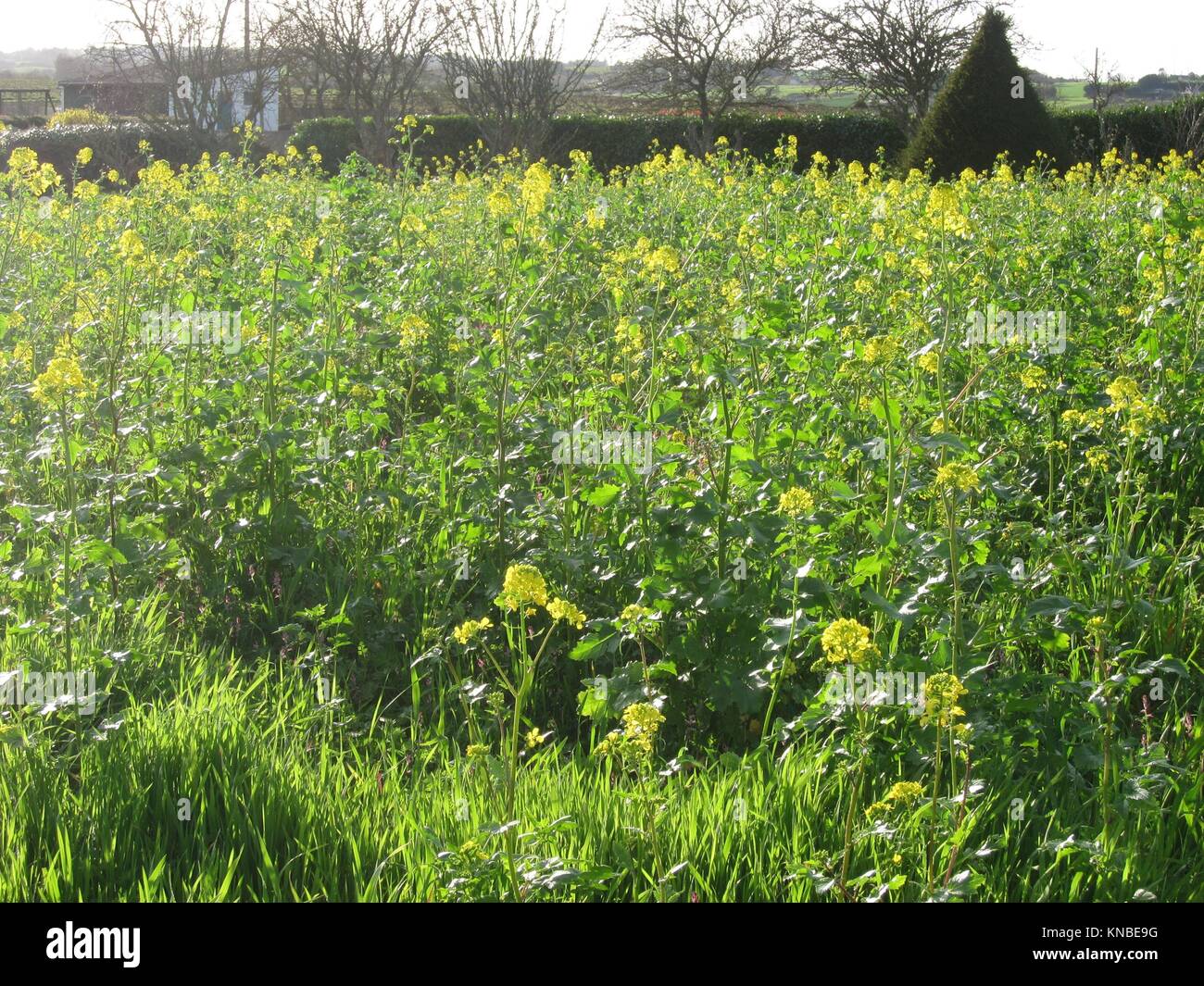 Mustard field in France Stock Photo Alamy