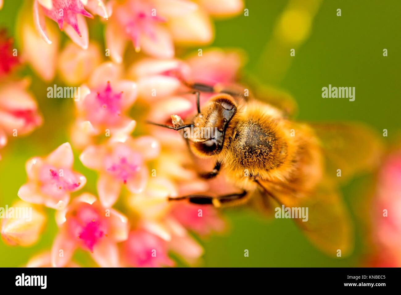 bee on flower of livelong Stock Photo Alamy