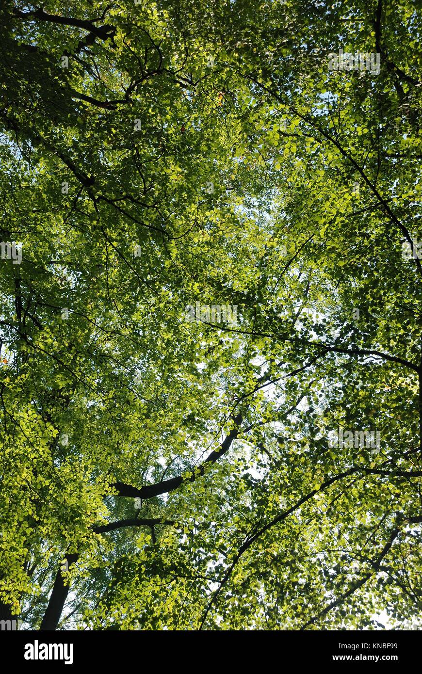 Tree in autumn colors in France Stock Photo Alamy