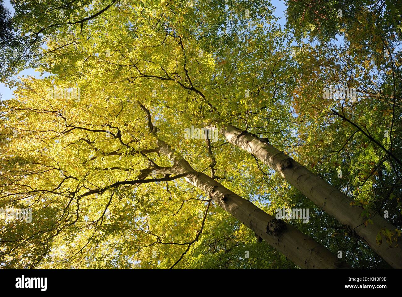 Tree in autumn colors in France Stock Photo Alamy