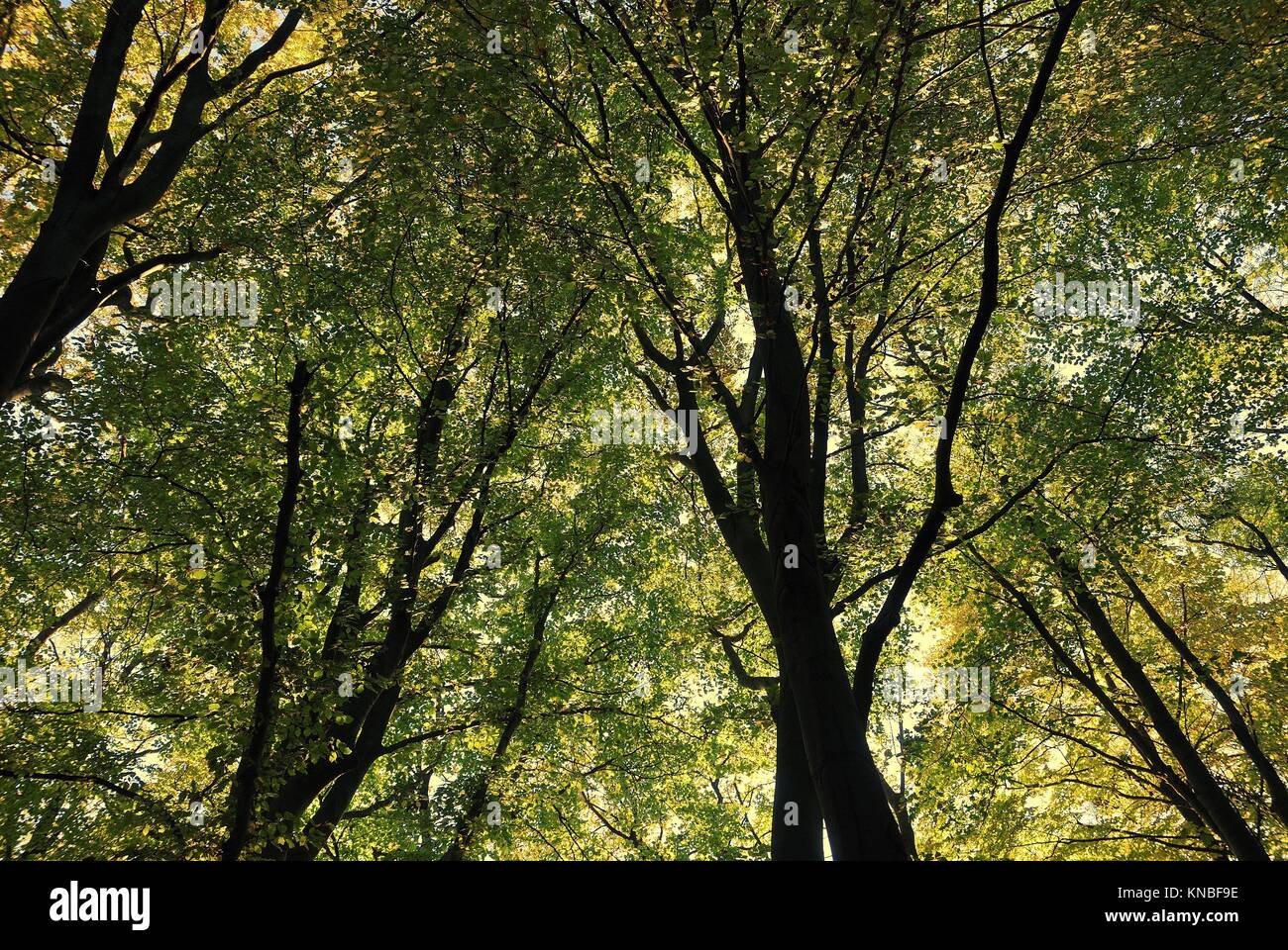Tree in autumn colors in France Stock Photo Alamy