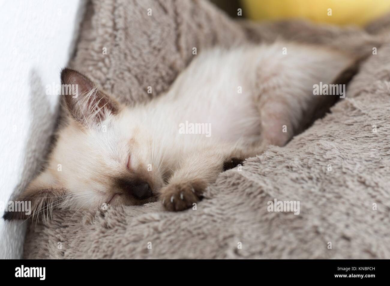 Baby cat sleeping peacefully on top of a pillow Stock Photo Alamy