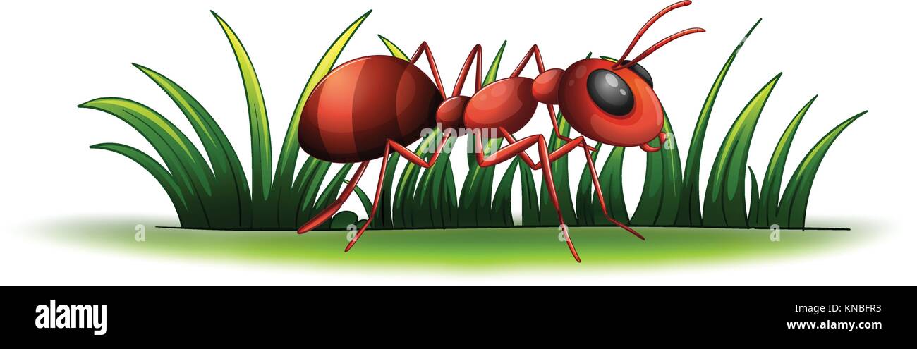 Illustration of an ant on a white background Stock Vector Image & Art ...