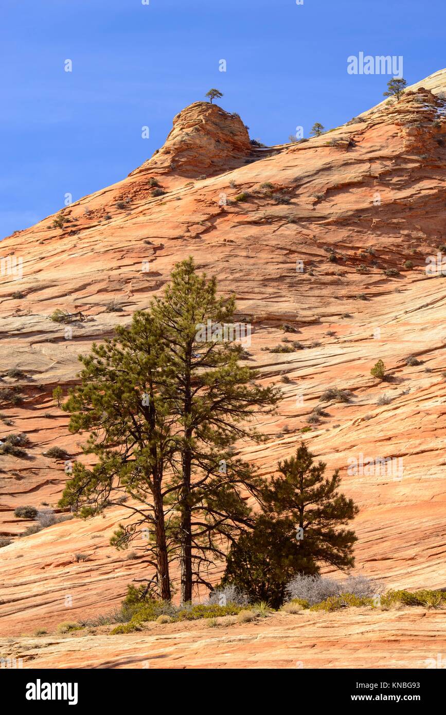 Eroded sandstones in the Beehive area of Zion Park, Zion National Park