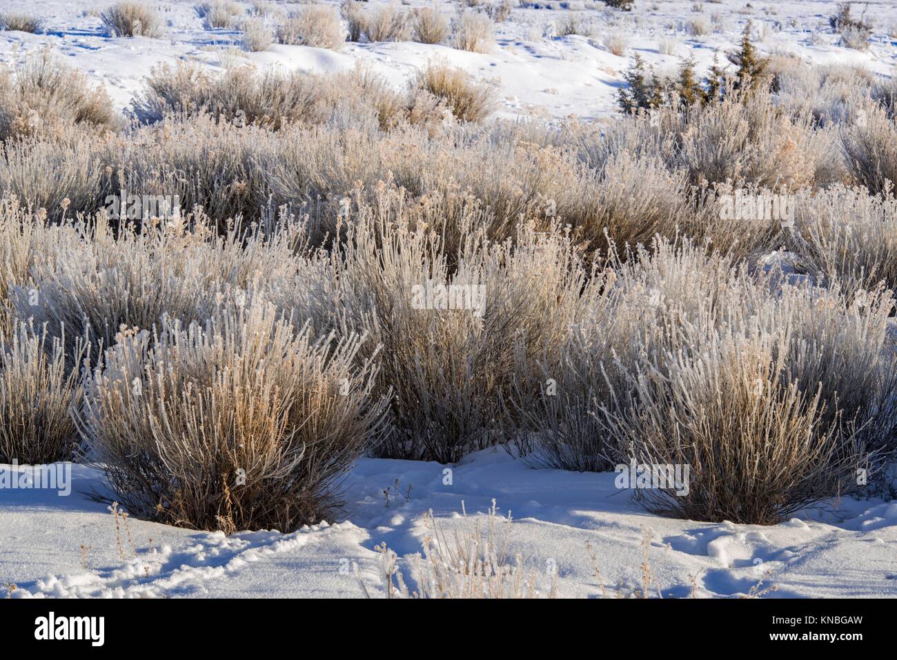 Arid Rangeland High Resolution Stock Photography and Images - Alamy