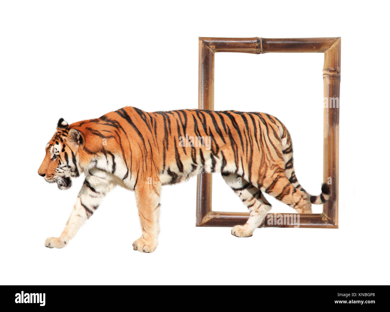 Tiger coming out of a bamboo frame (3d effect). Isolated on white background Stock Photo