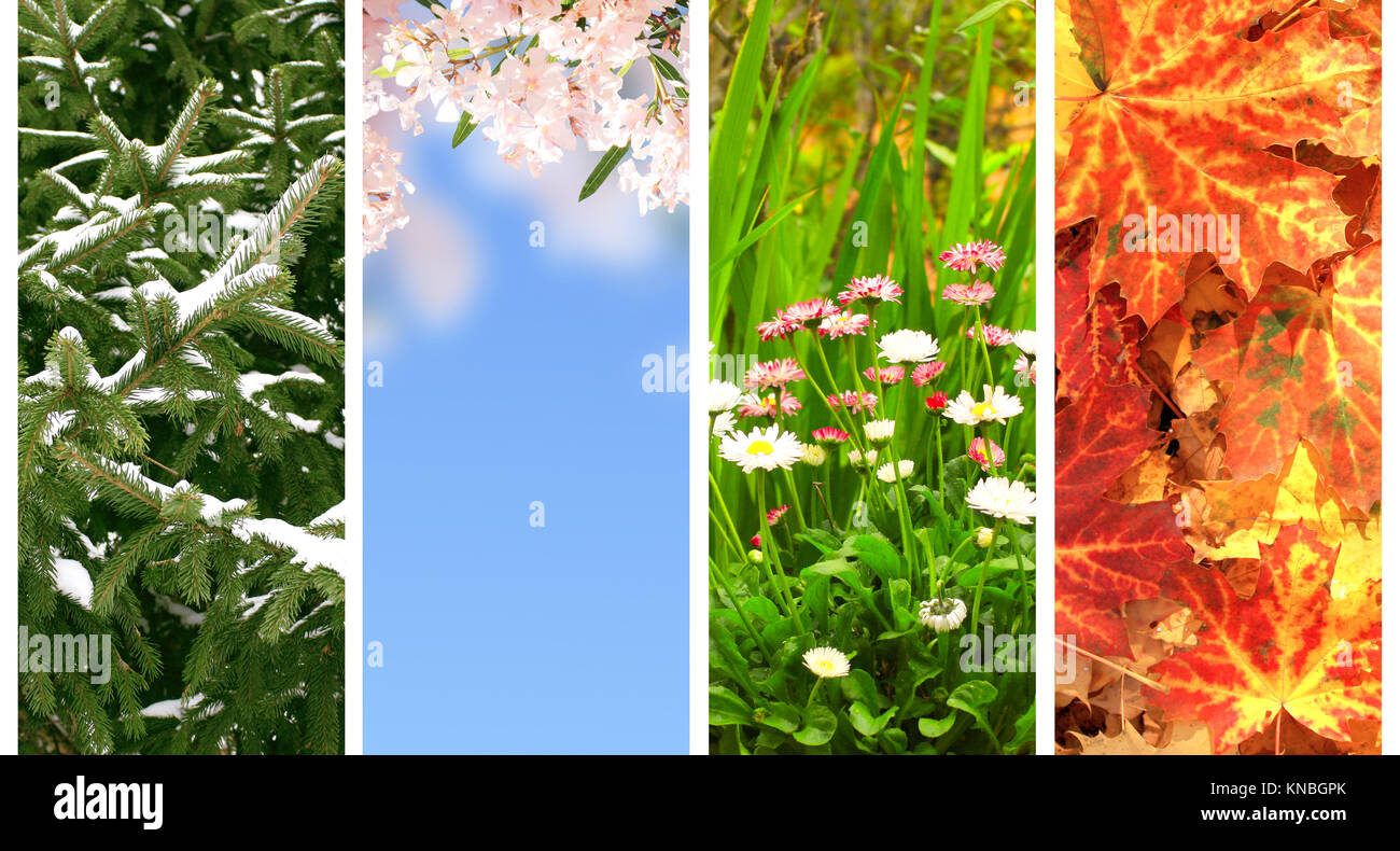 Vertical banners with winter spring summer autumn Vector Image