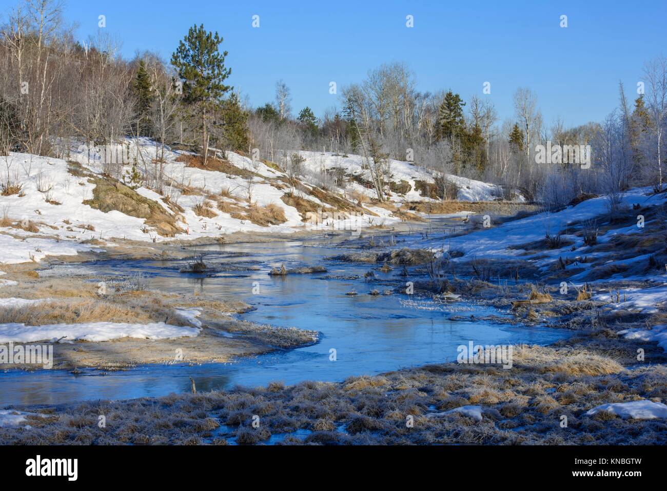 A watercourse dammed by beavers in early spring, Greater Sudbury, Ontario, Canada. Stock Photo
