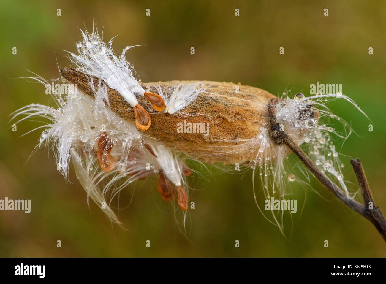 Common milkweed (Asclepias syriaca) Raindrops on seeds and bursting