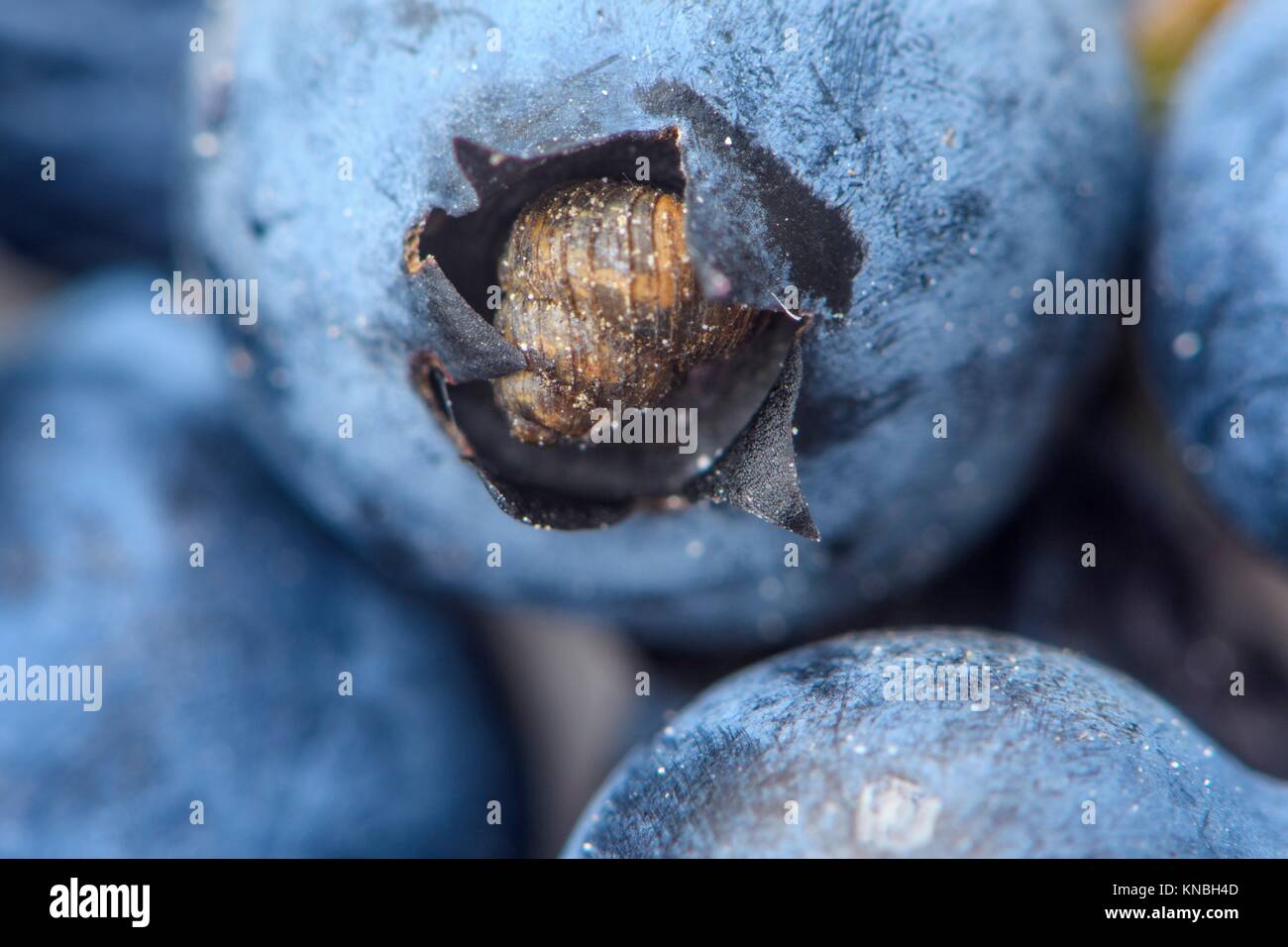 Boreal Top snail harpa) resting in the tip of a blueberry