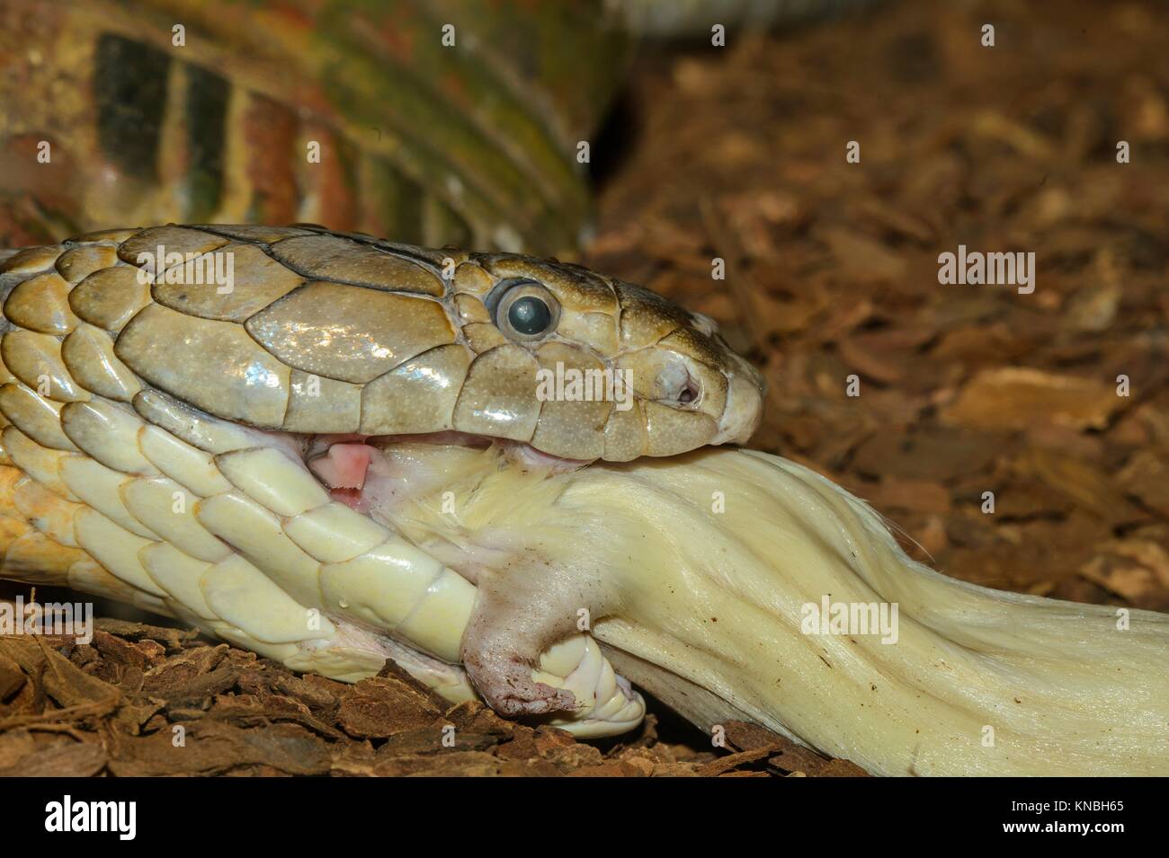 King cobra (Ophiophagus hannah) , Captive swallowing a white rat. , Reptilia reptile zoo, Vaughan, Ontario, Canada. Stock Photo