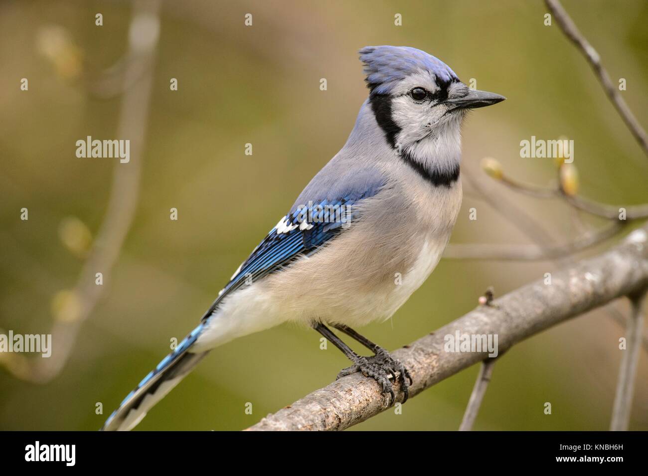 Blue jay (Cyanocitta cristata), Greater Sudbury, Ontario, Canada Stock ...