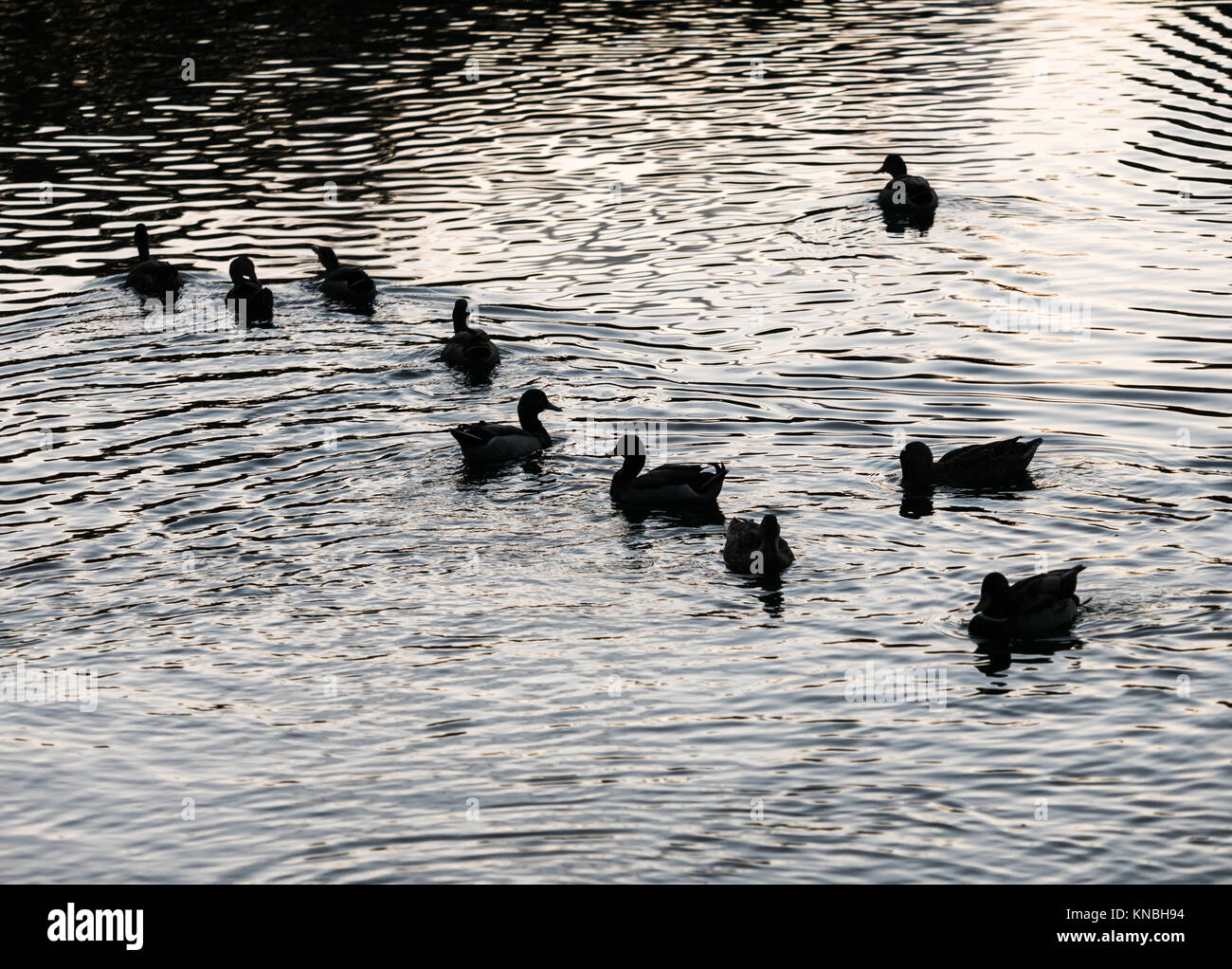 Duck silhouette water hi-res stock photography and images - Alamy