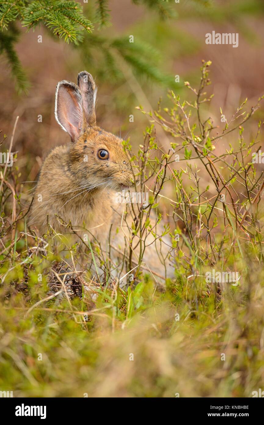 Varying hare, Snowshoe hare (Lepus americanus) In spring with tick