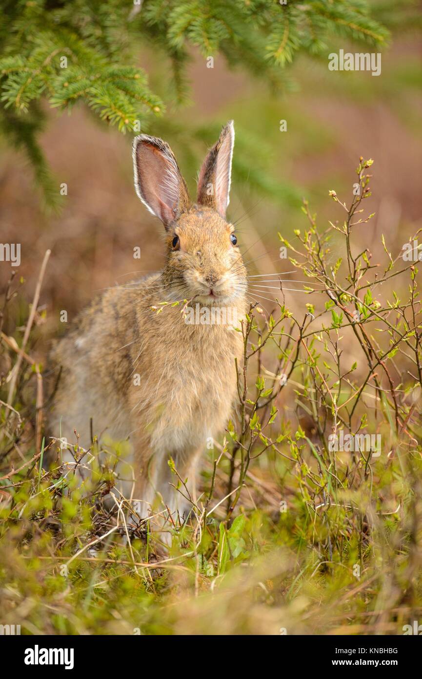 Varying hare, Snowshoe hare (Lepus americanus) In spring with tick