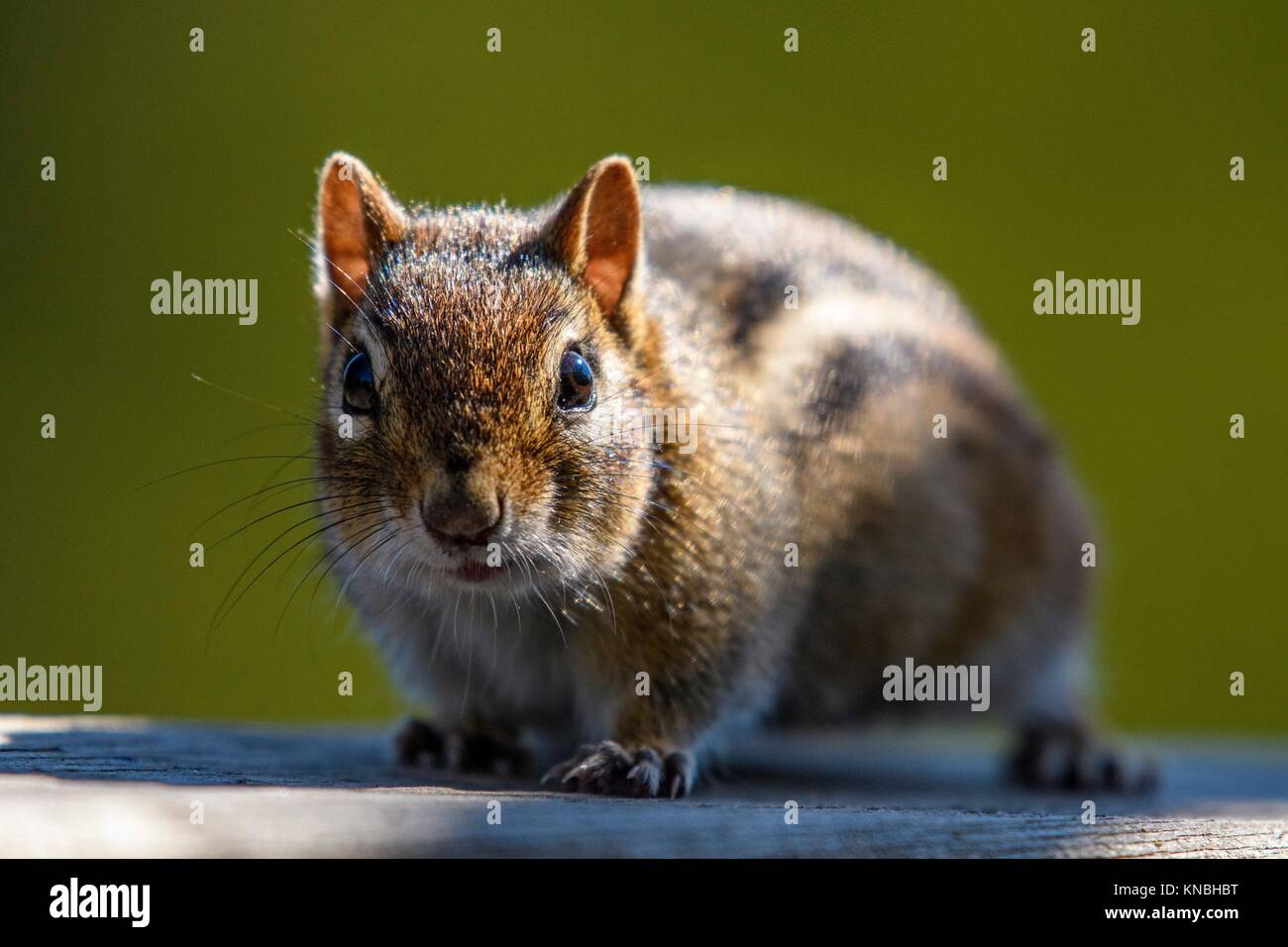 Chipmunk species hi-res stock photography and images - Alamy