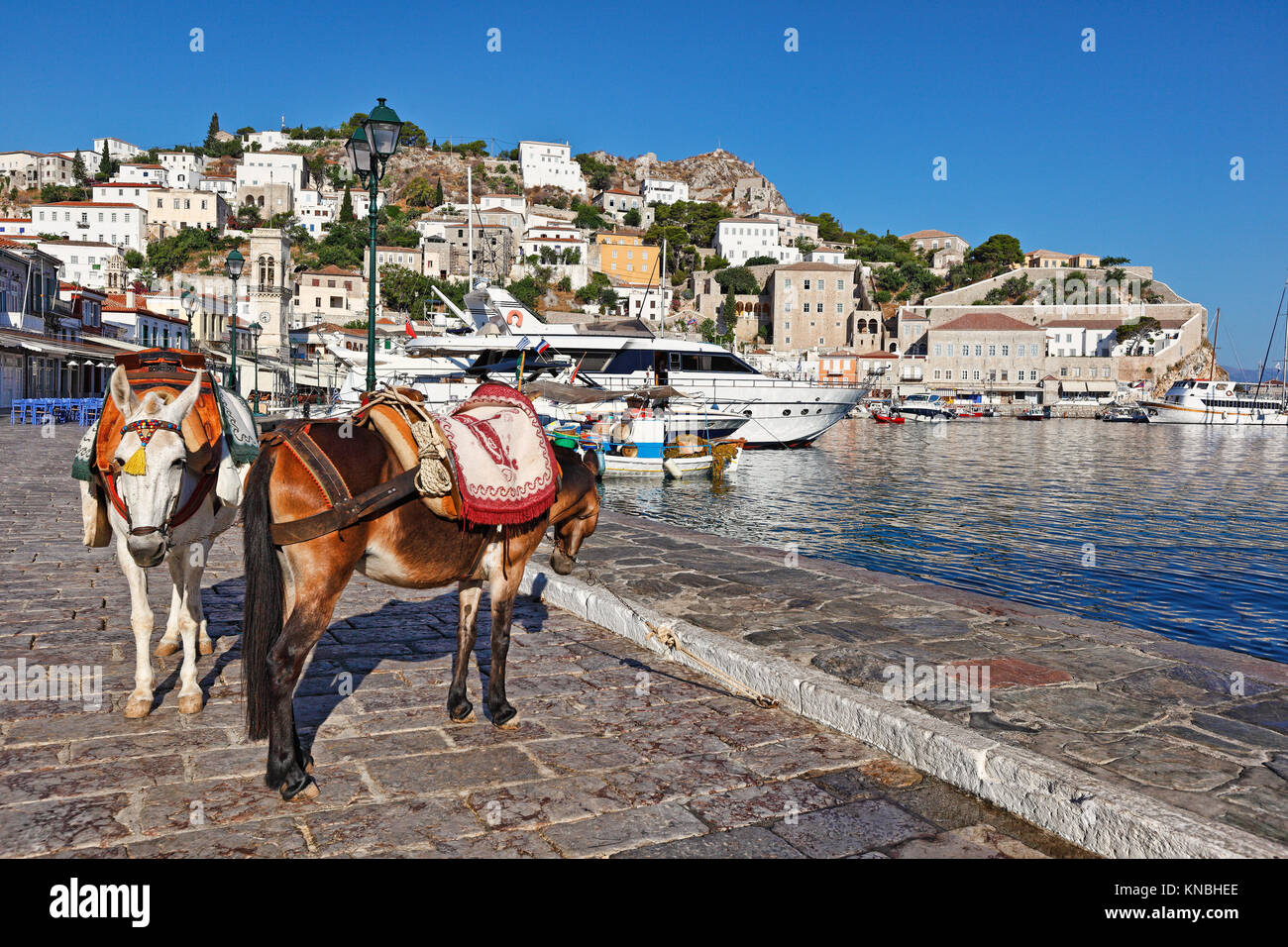 Mules are the only means of transportation in Hydra island, Greece Stock  Photo - Alamy