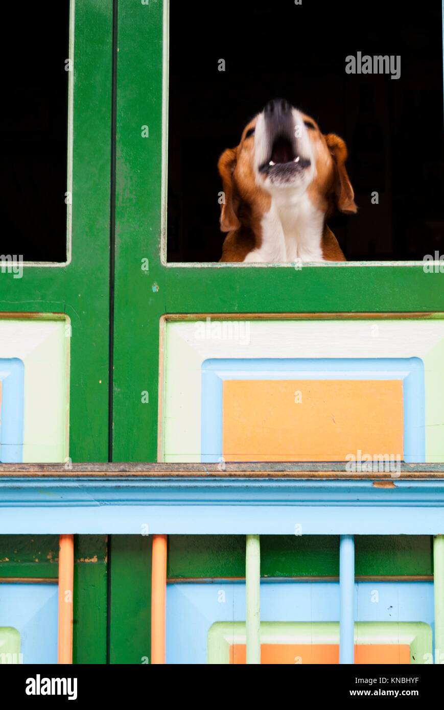 Dog barking window hires stock photography and images Alamy