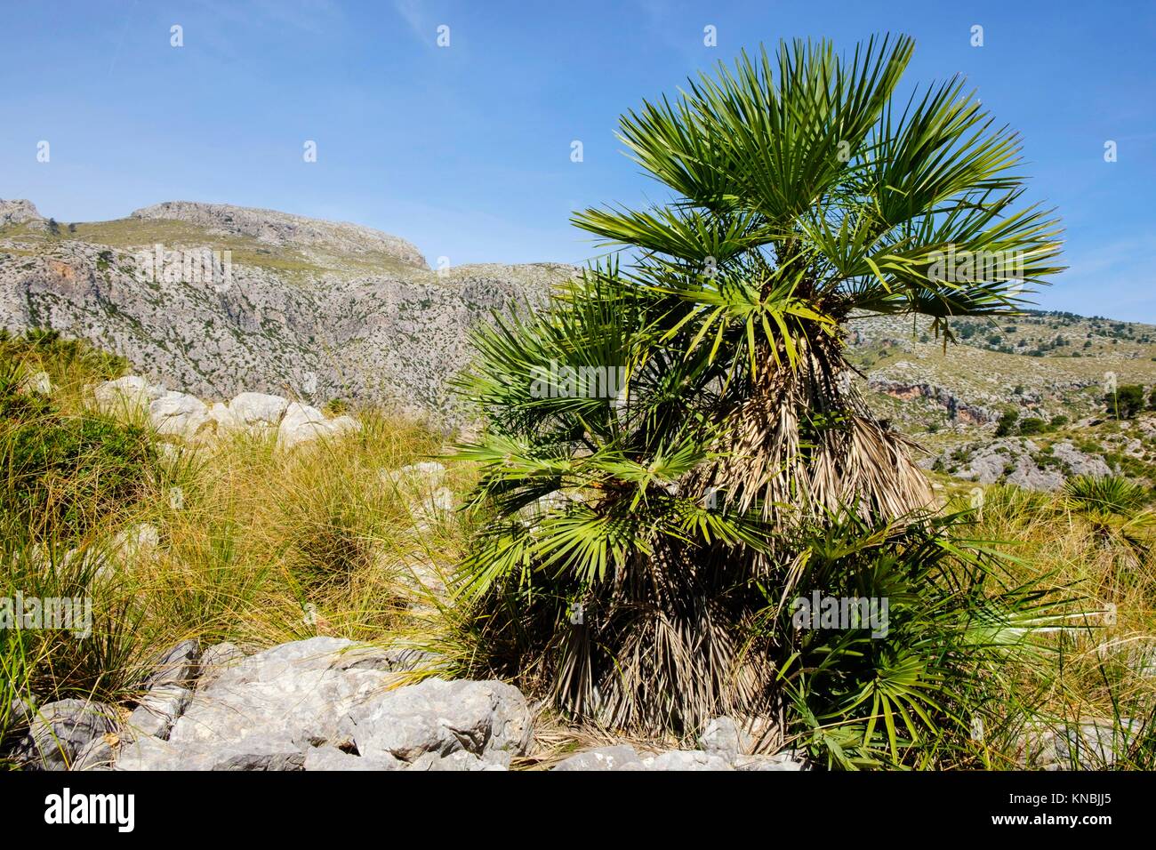Palmito, Chamaerops humilis, Finca Pública Galatzó, Calvia, Mallorca, balearic islands, spain, europe. Stock Photo