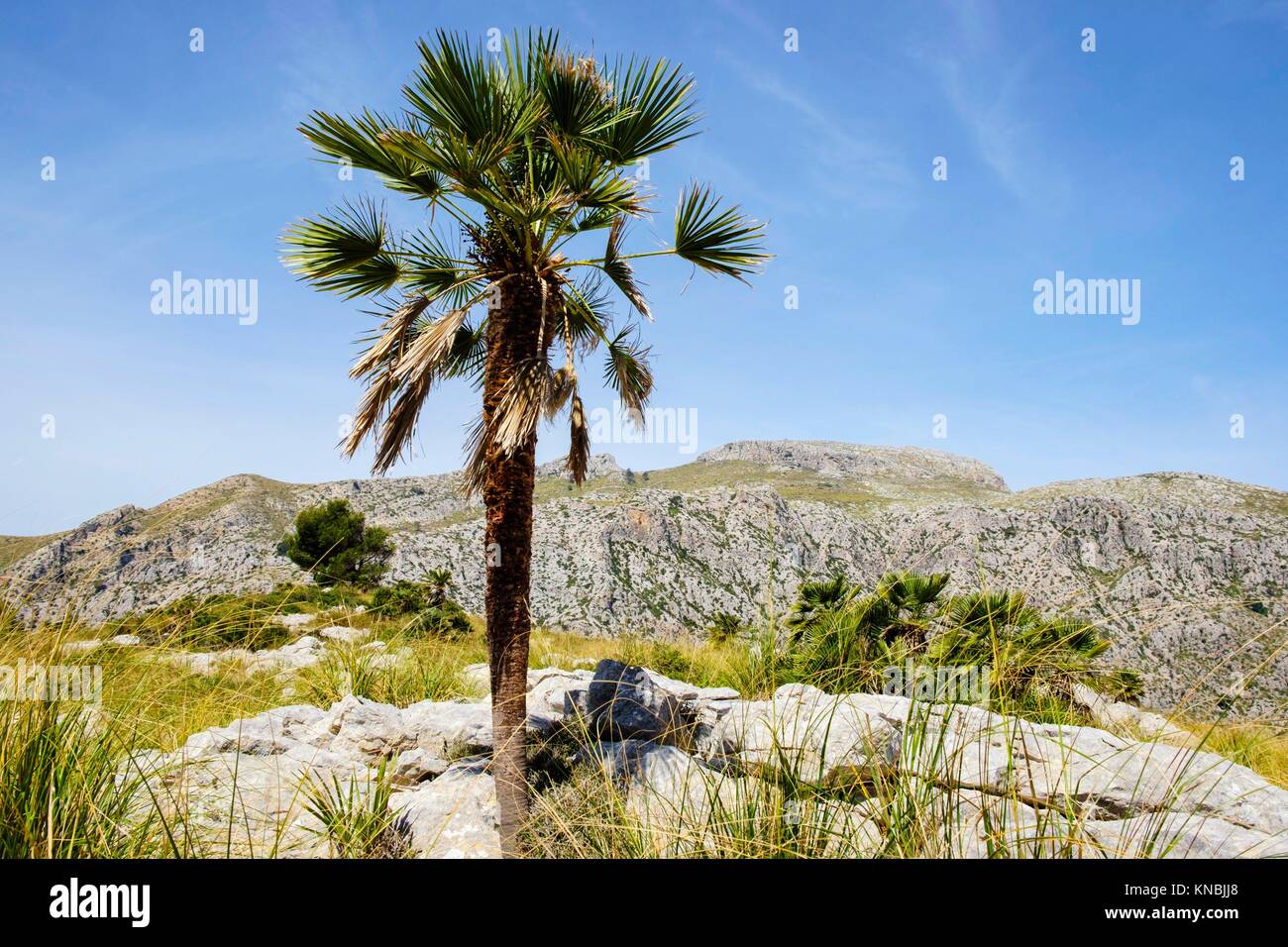 Palmito, Chamaerops humilis, Finca Pública Galatzó, Calvia, Mallorca, balearic islands, spain, europe. Stock Photo