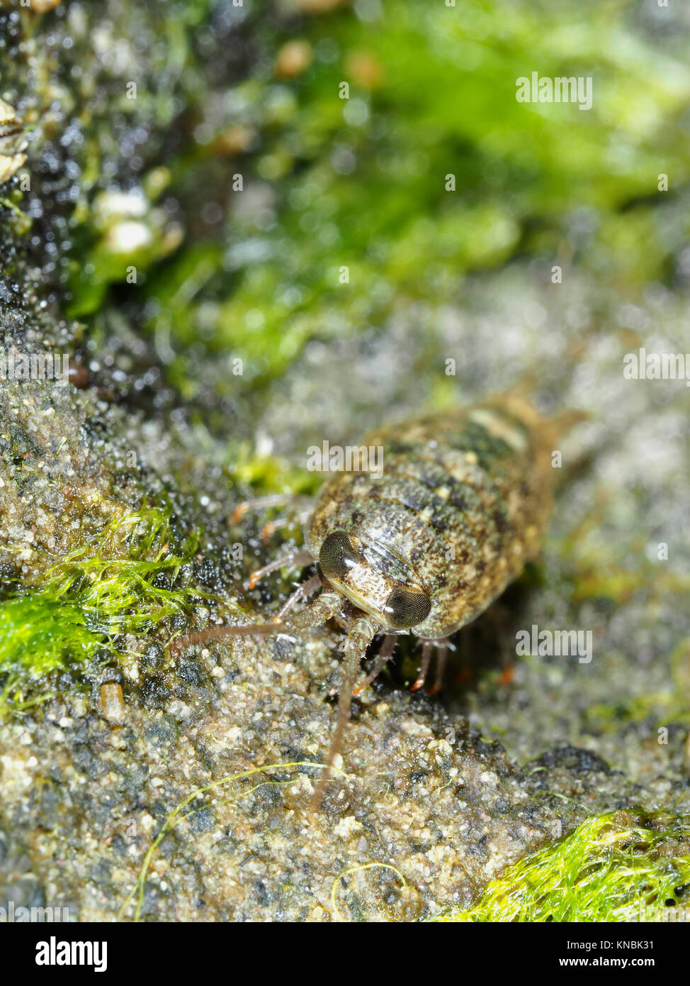 Ligia occidentalis (known as sea slater and rock louse) on a rock on a Pacific ocean beach in Southern California Stock Photo
