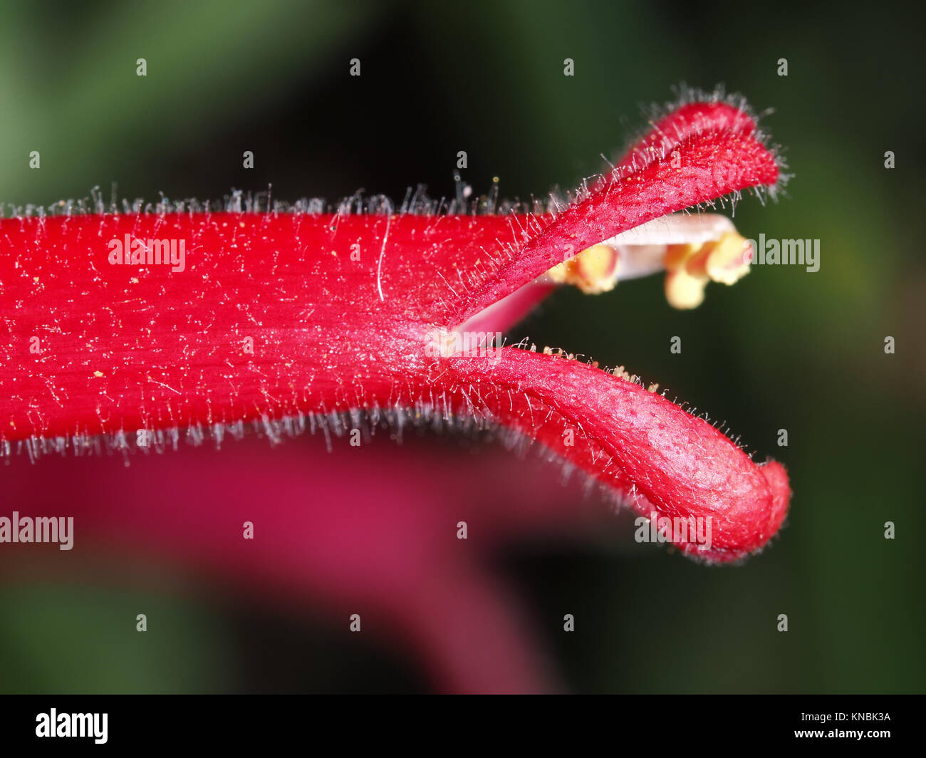 Galvezia juncea (Baja bush snapdragon) flower close-up, side view Stock Photo