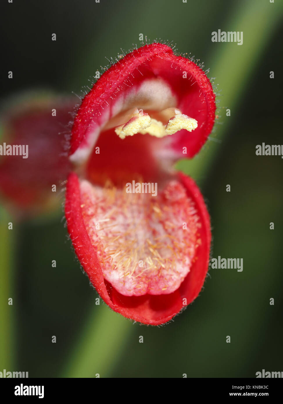 Galvezia juncea (Baja bush snapdragon) flower close-up Stock Photo